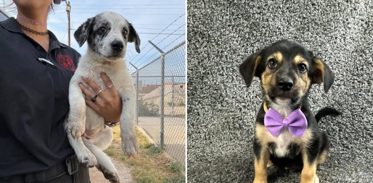 pups long ears