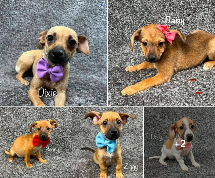 HP new pups