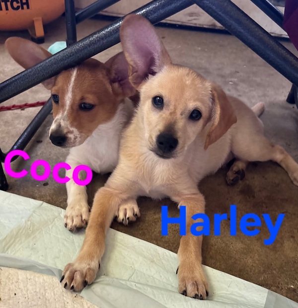 pups long ears