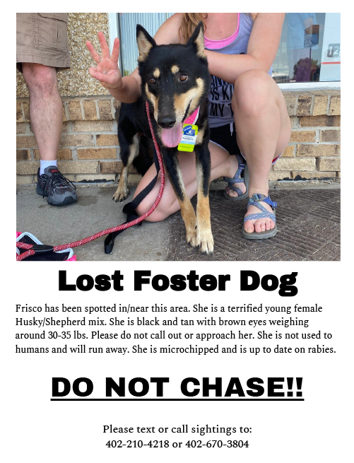 lost dog